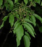 Смотреть изображение Fraxinus rhynchophylla