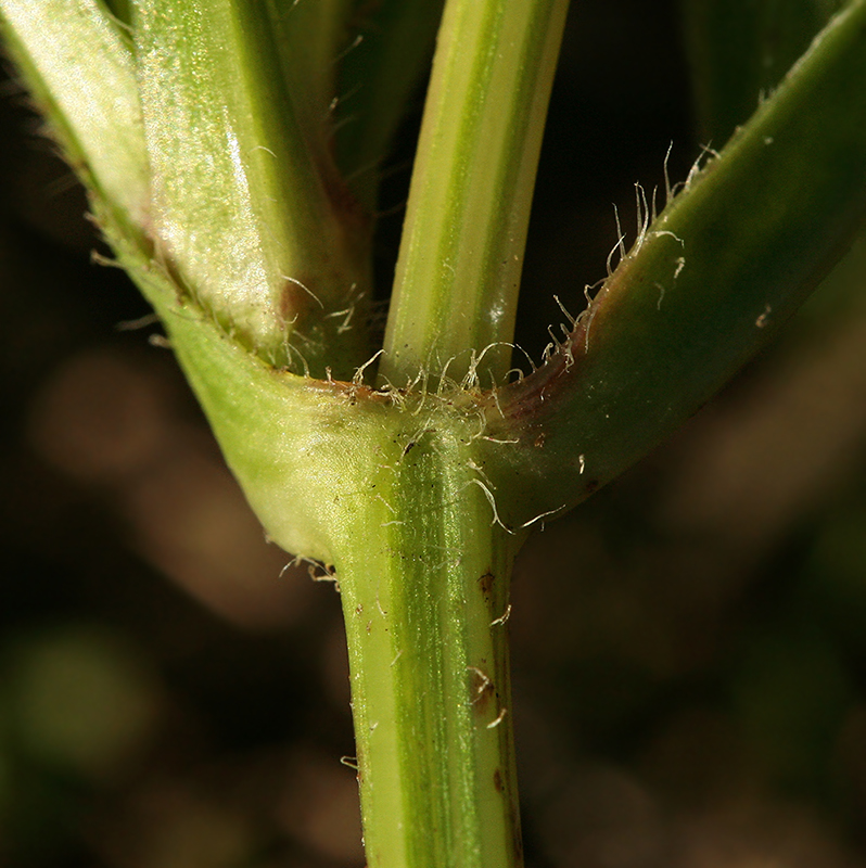 Image of Coreopsis lanceolata specimen.