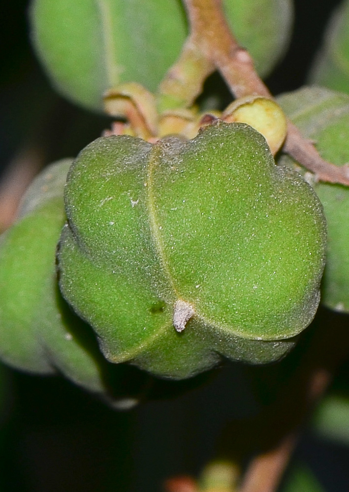 Image of Cupaniopsis anacardioides specimen.