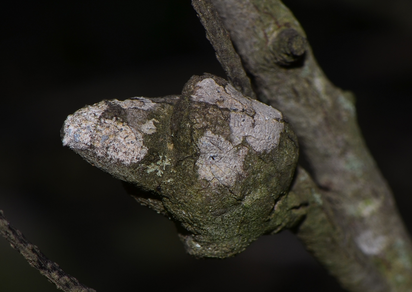 Image of Hakea bucculenta specimen.