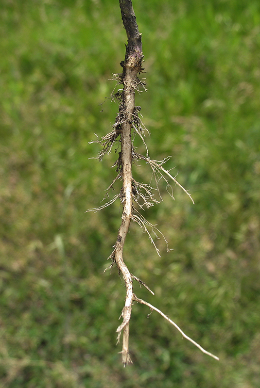 Image of Lepidium ruderale specimen.