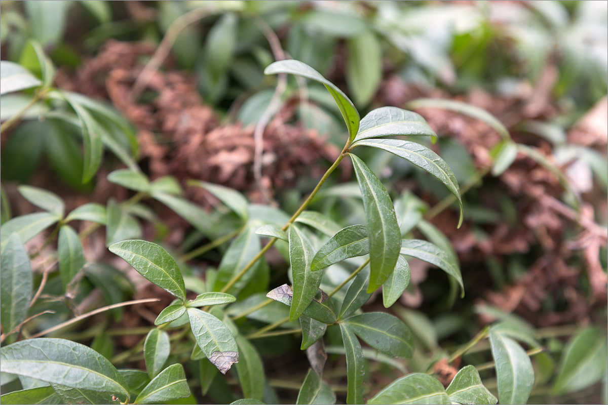 Image of Vinca minor specimen.