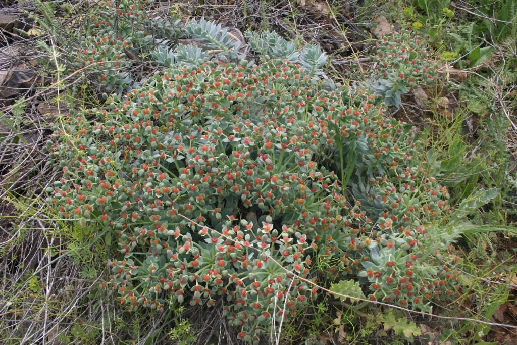 Image of Euphorbia marschalliana specimen.