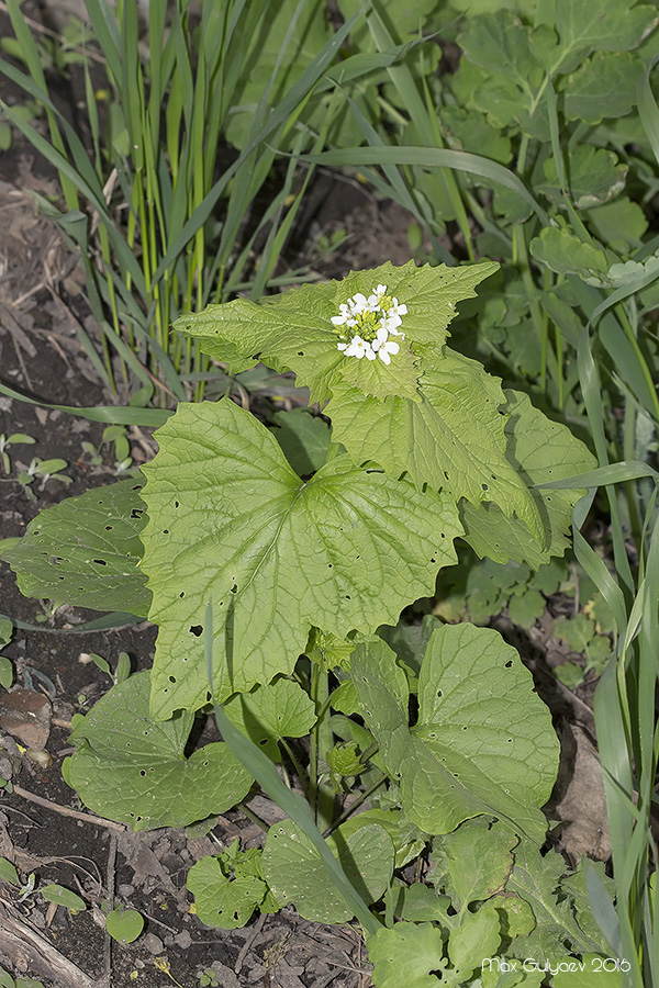 Image of Alliaria petiolata specimen.