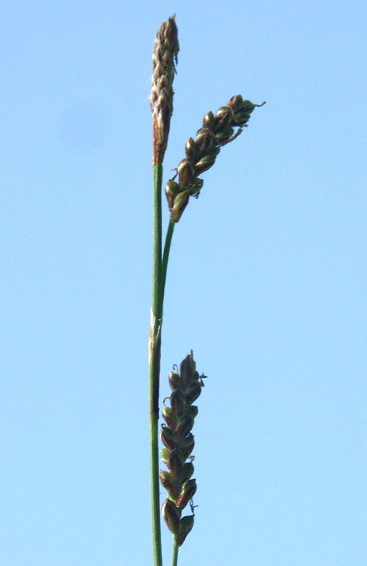 Image of Carex rhizina specimen.