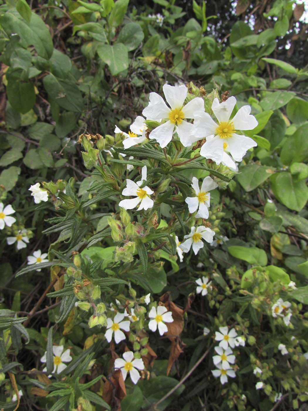 Image of Cistus monspeliensis specimen.