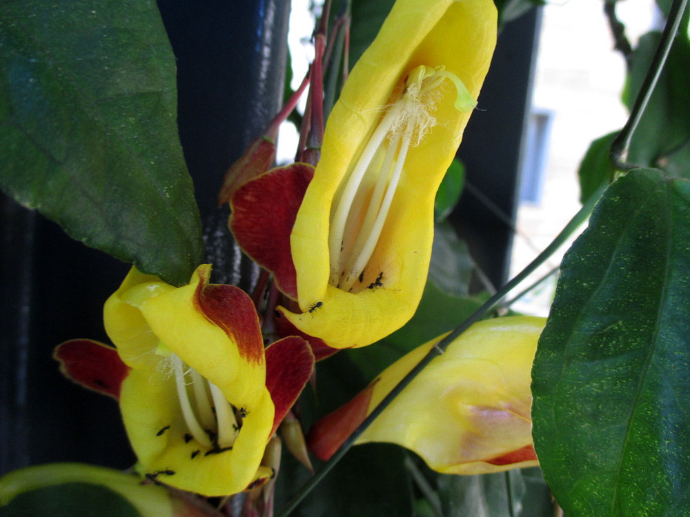 Image of Thunbergia mysorensis specimen.