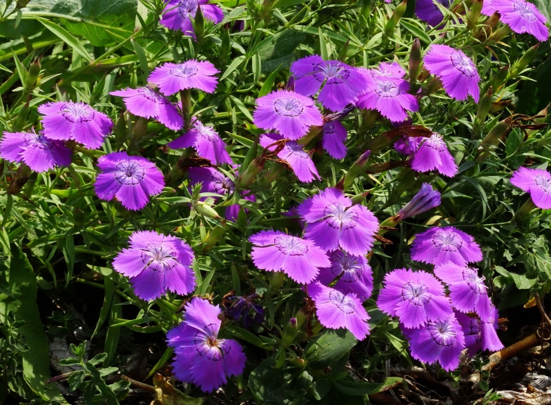 Image of Dianthus chinensis specimen.