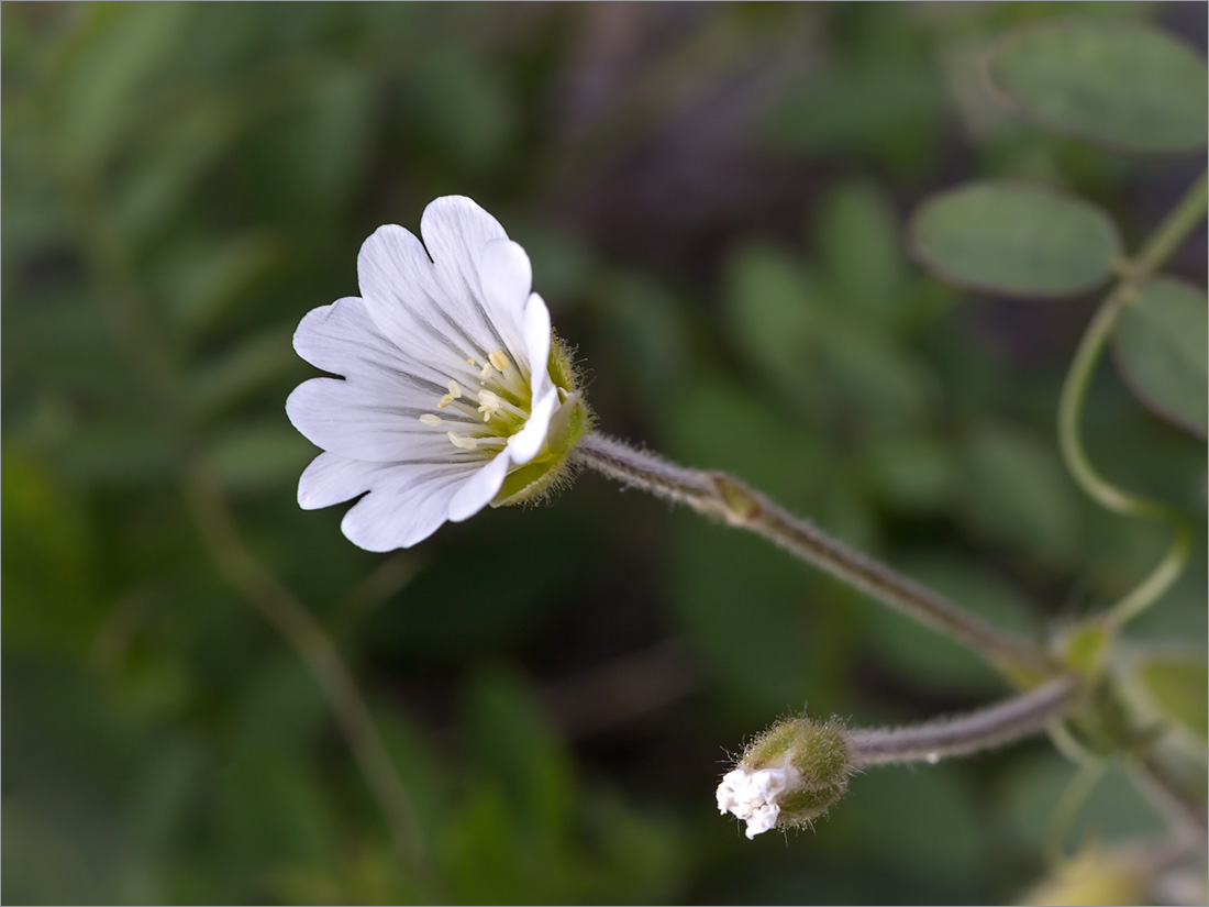 Изображение особи Cerastium alpinum.