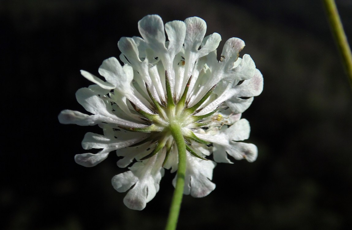 Image of Scabiosa bipinnata specimen.