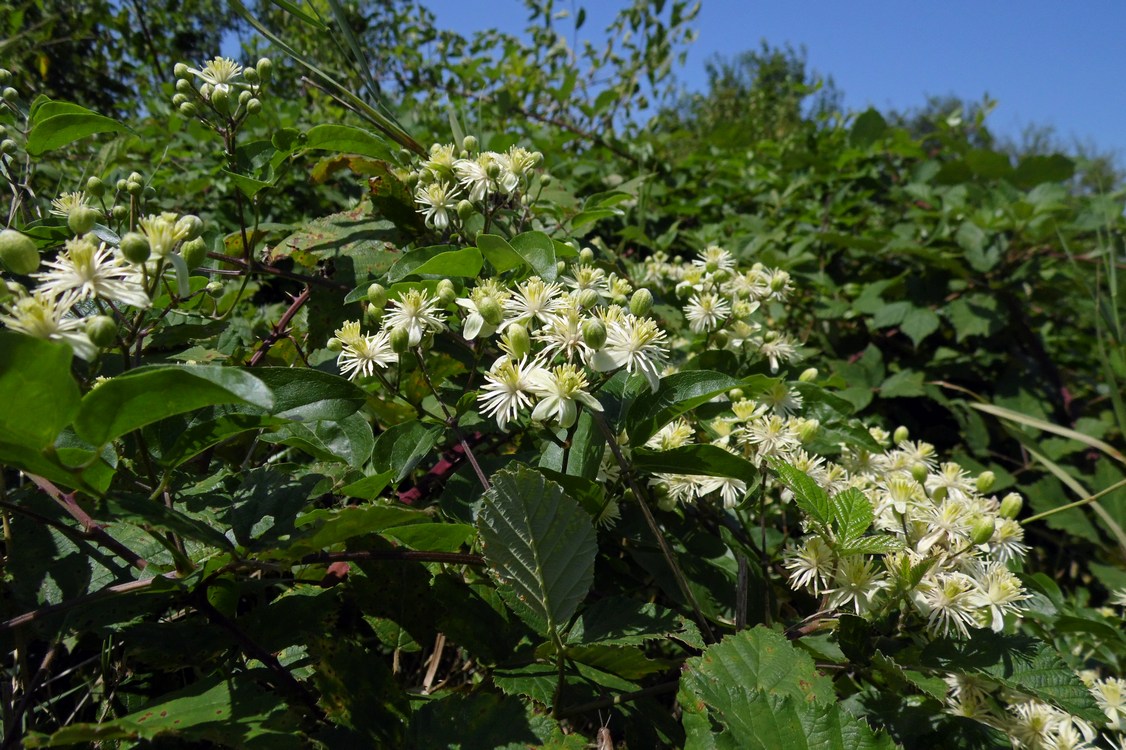 Изображение особи Clematis vitalba.