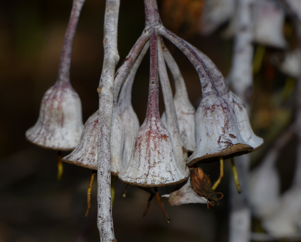 Image of Eucalyptus caesia specimen.