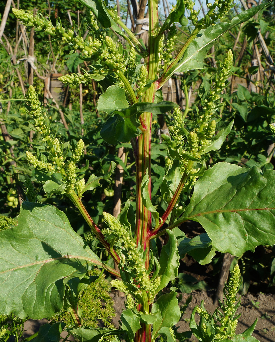 Image of Beta vulgaris specimen.