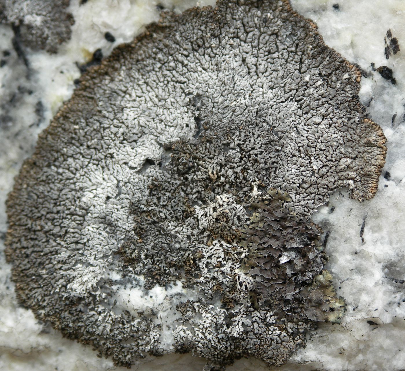 Image of Brodoa atrofusca specimen.