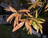 Quercus phellos. Верхушка веточки с листьями в осенней окраске. Нидерланды, г. Маастрихт, озеленение. Декабрь.
