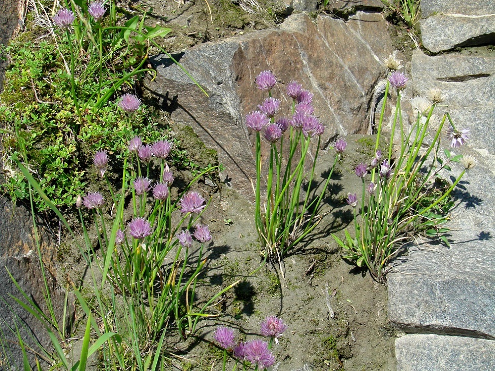 Изображение особи Allium schoenoprasum.