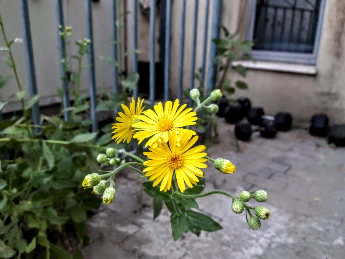 Image of Heterotheca subaxillaris specimen.