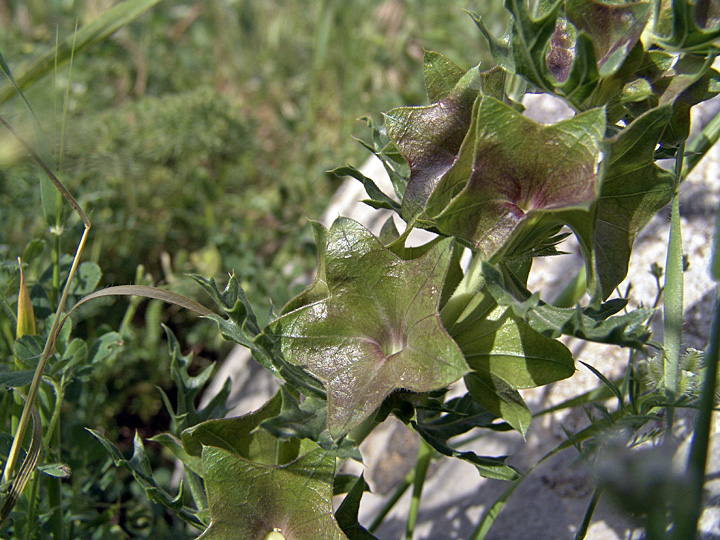 Image of Lagochilus platycalyx specimen.