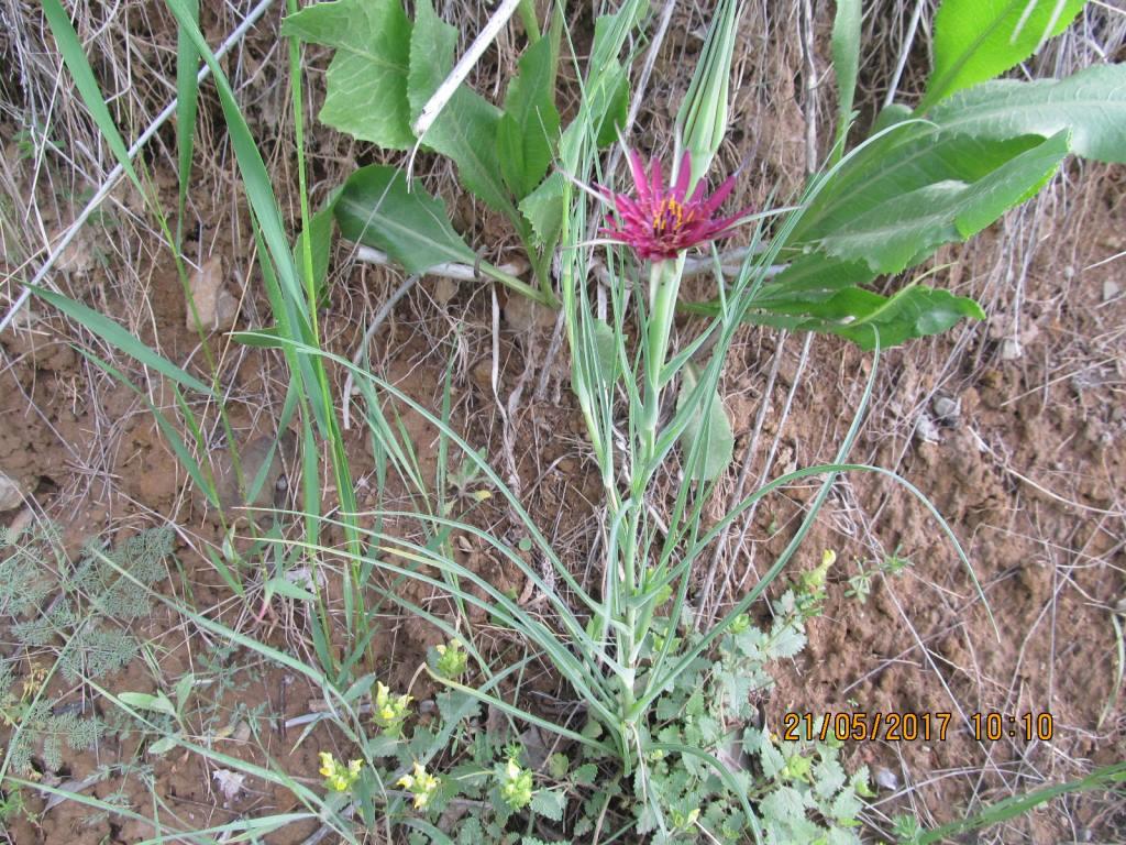 Изображение особи Tragopogon pterocarpus.