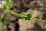 Cerastium holosteoides