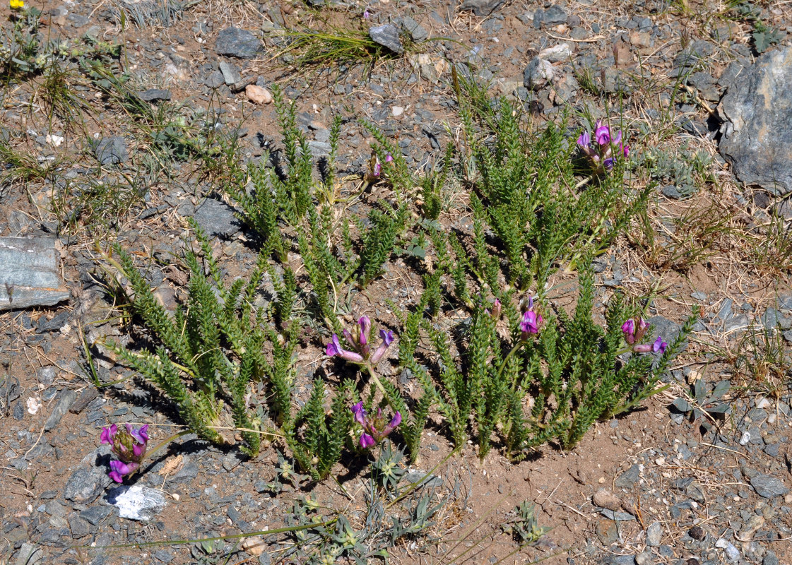 Изображение особи Oxytropis trichophysa.