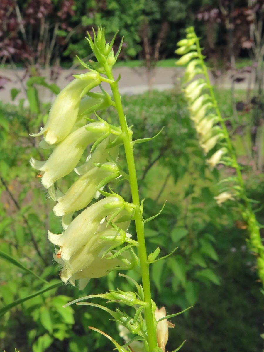 Image of Digitalis lutea specimen.