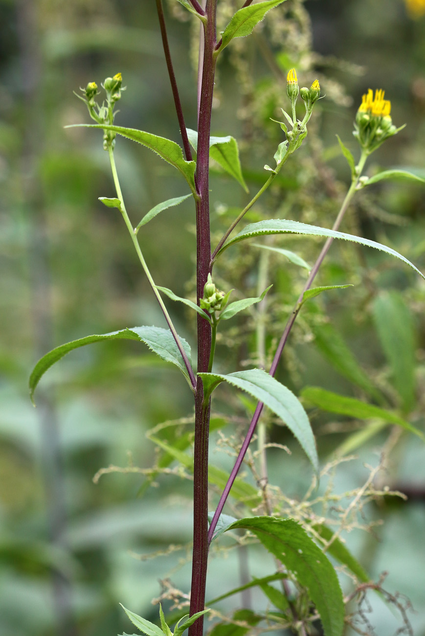 Image of Senecio nemorensis specimen.