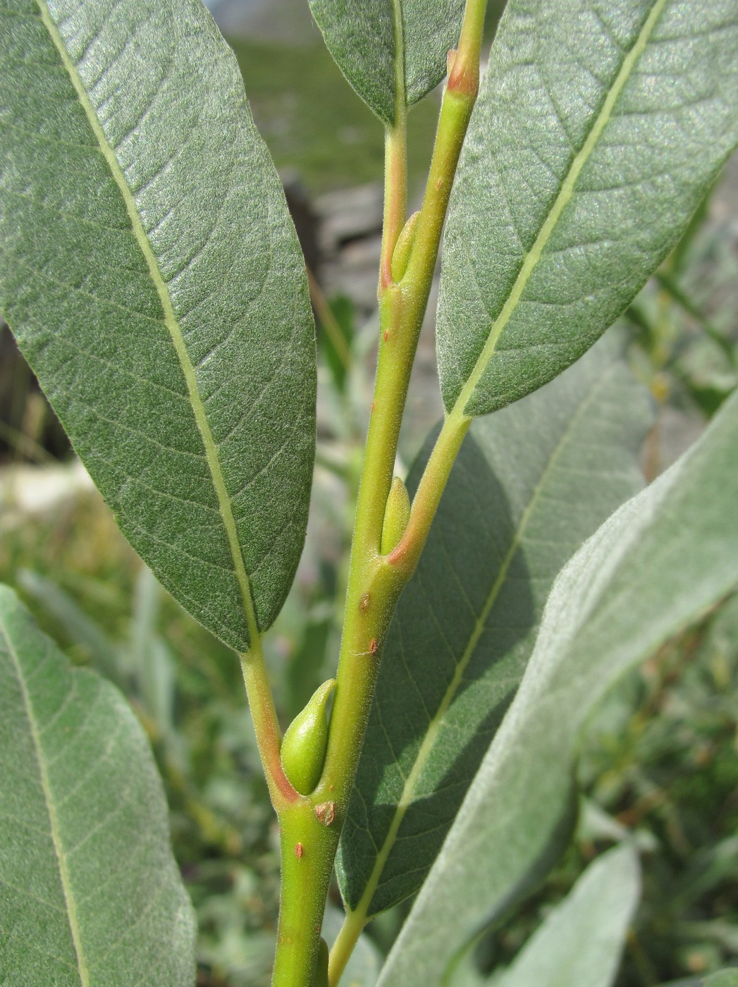 Image of Salix pantosericea specimen.