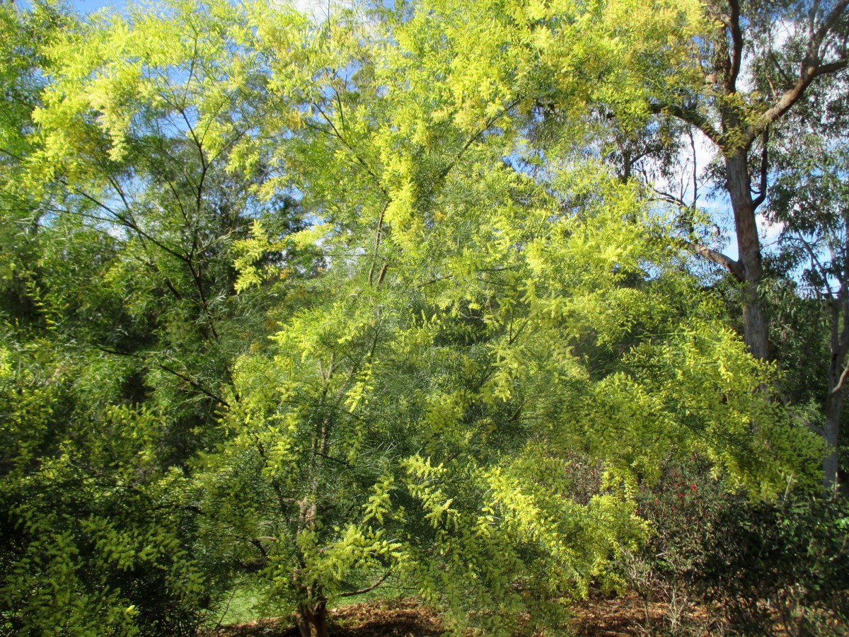 Image of Acacia fimbriata specimen.