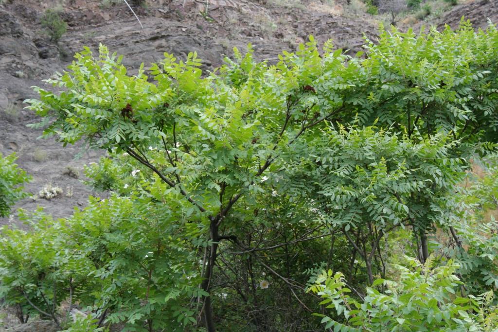 Image of Rhus coriaria specimen.