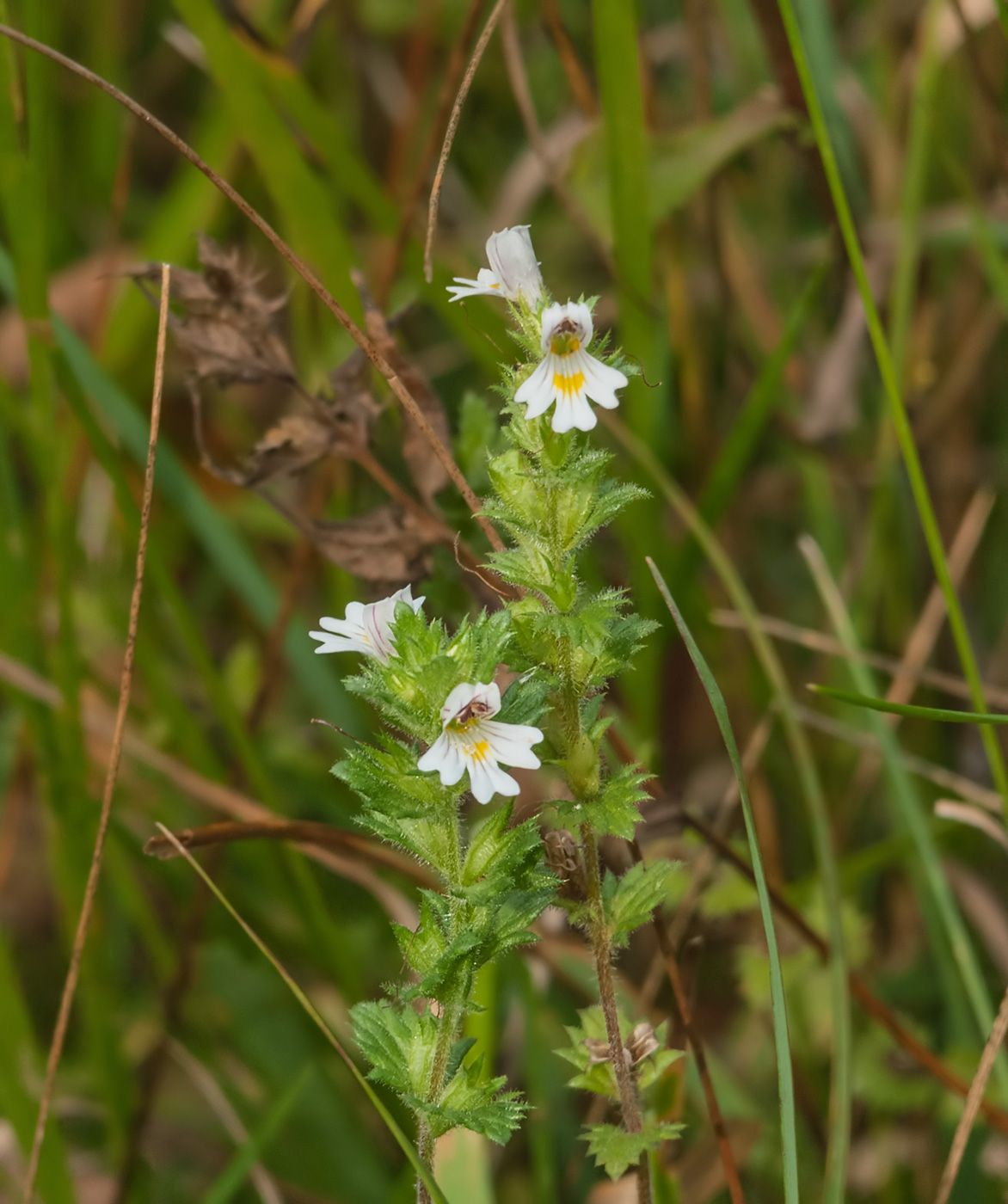 Изображение особи Euphrasia fennica.