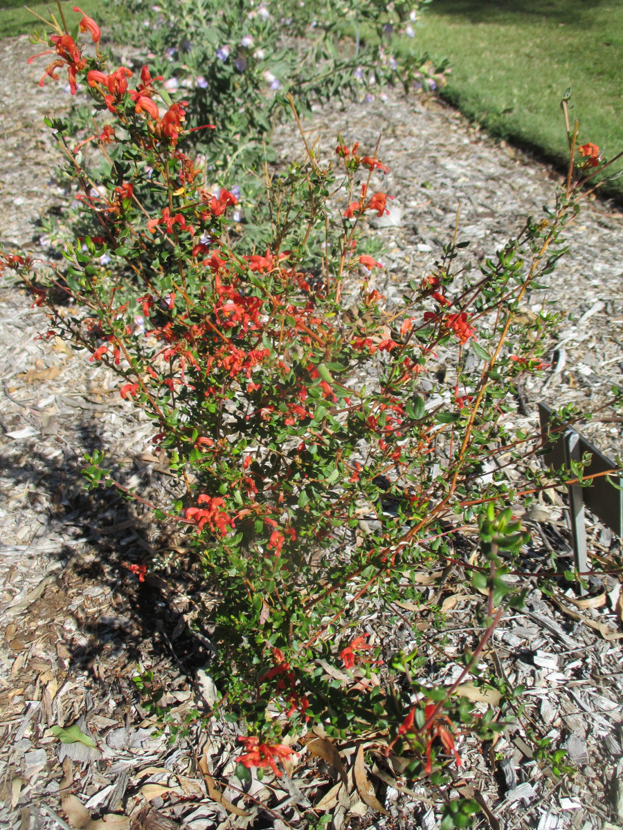 Image of Grevillea depauperata specimen.