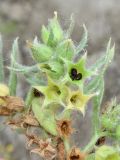 Nonea melanocarpa