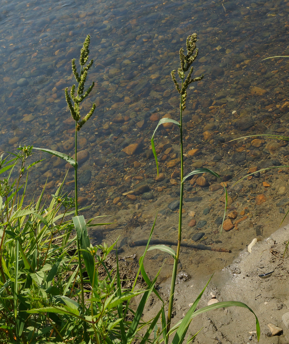 Image of Echinochloa crus-galli specimen.