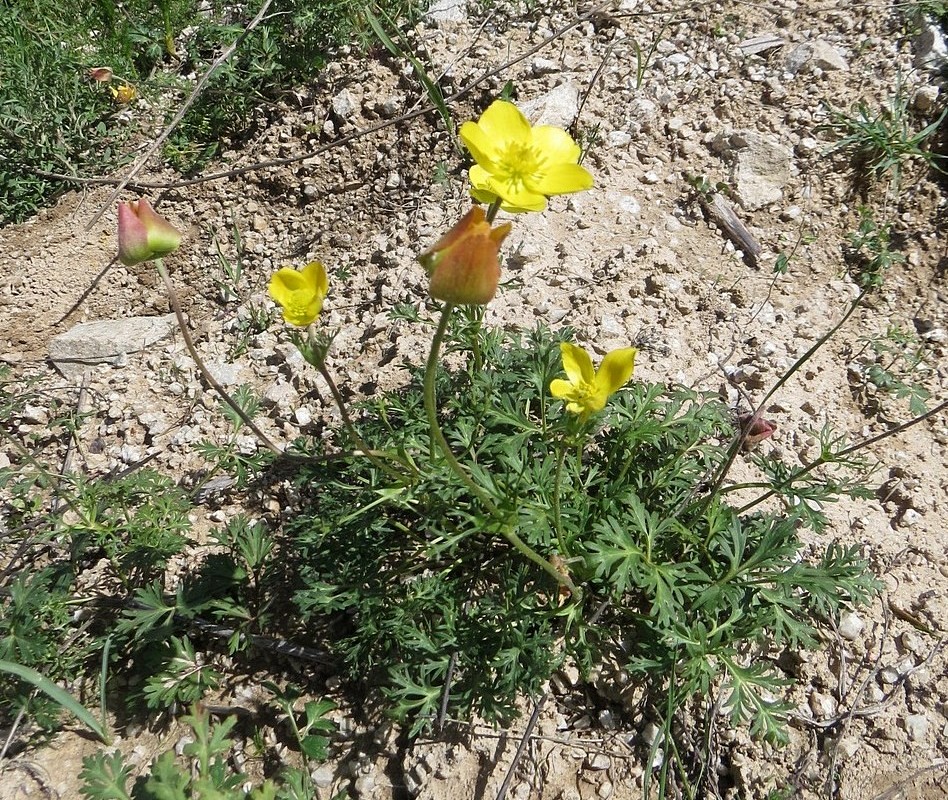 Image of Anemone verae specimen.