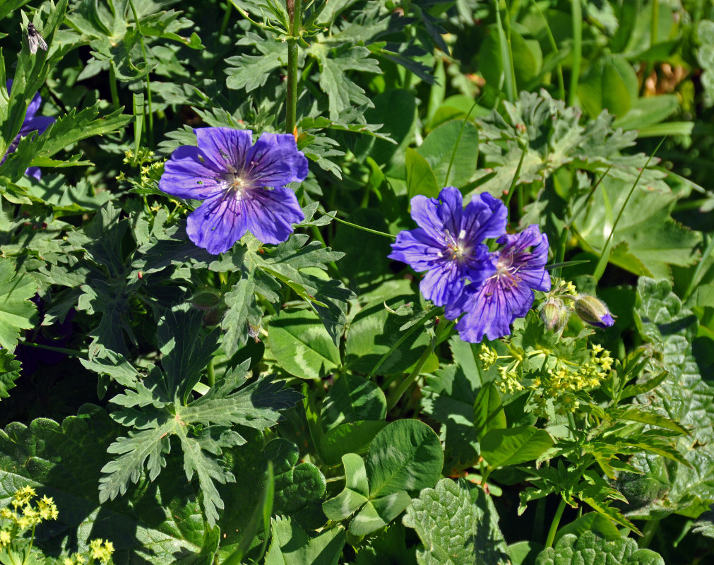 Image of Geranium gymnocaulon specimen.