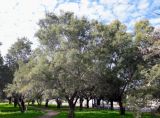 Tamarix aphylla. Взрослые деревья. Израиль, г. Бат-Ям, на пустыре, возле дороги. 20.02.2018.