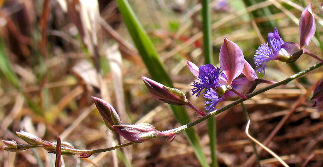 Изображение особи Polygala sibirica.