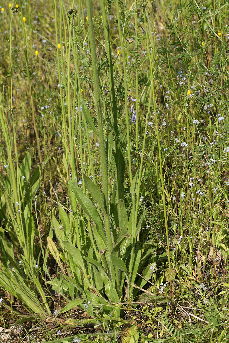 Image of Pilosella cymosa specimen.