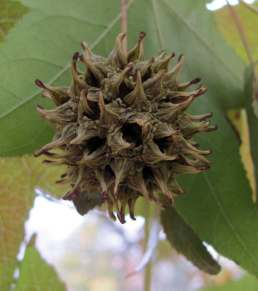 Image of Liquidambar styraciflua specimen.