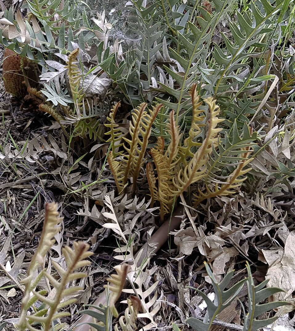 Изображение особи Banksia blechnifolia.