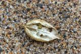 Oxytropis campestris. Вскрытый плод. Карелия, Заонежье, песчаный пляж. 25.07.2017.