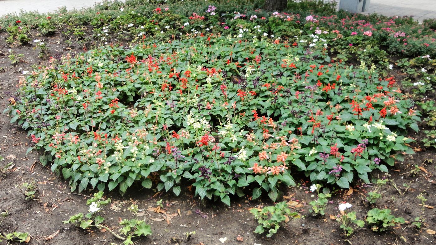 Изображение особи Salvia splendens.