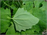 Chenopodium album