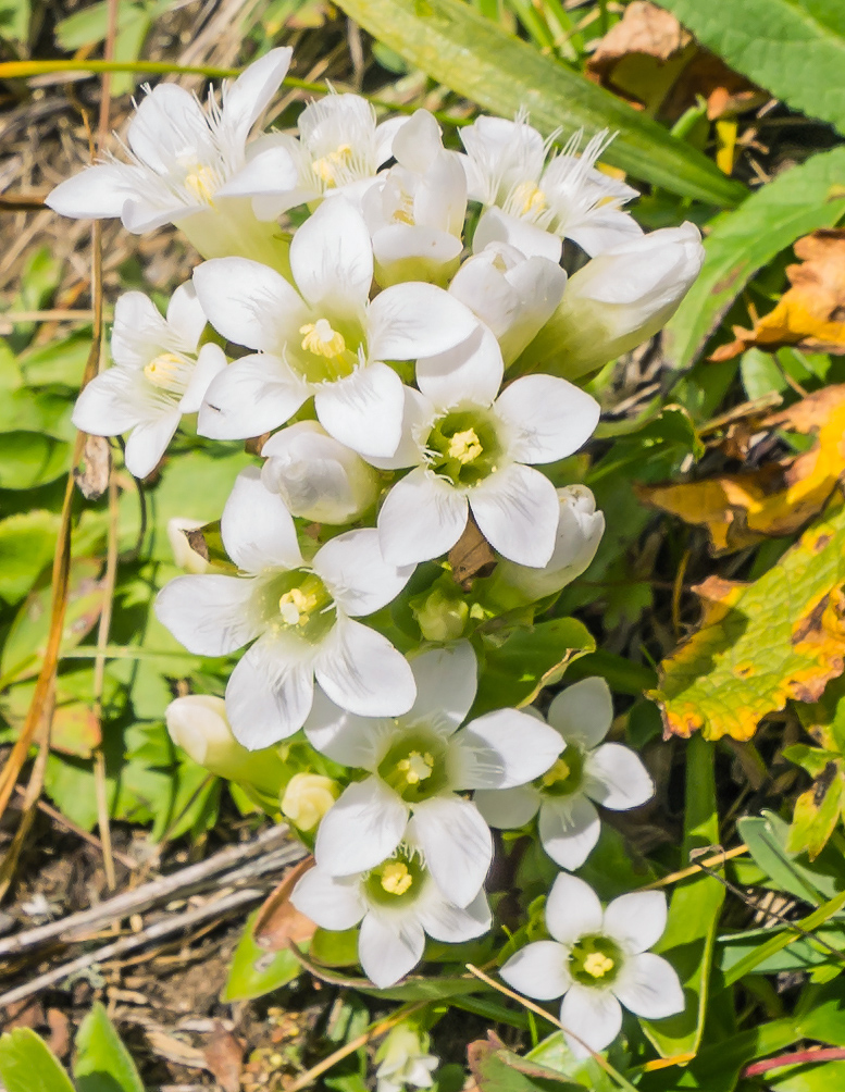 Image of Gentianella biebersteinii specimen.