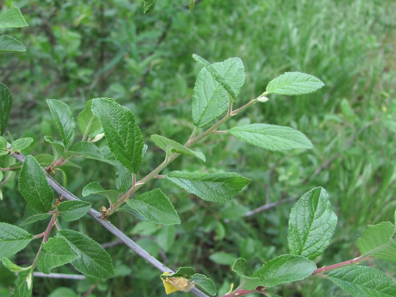 Image of Prunus salicina specimen.