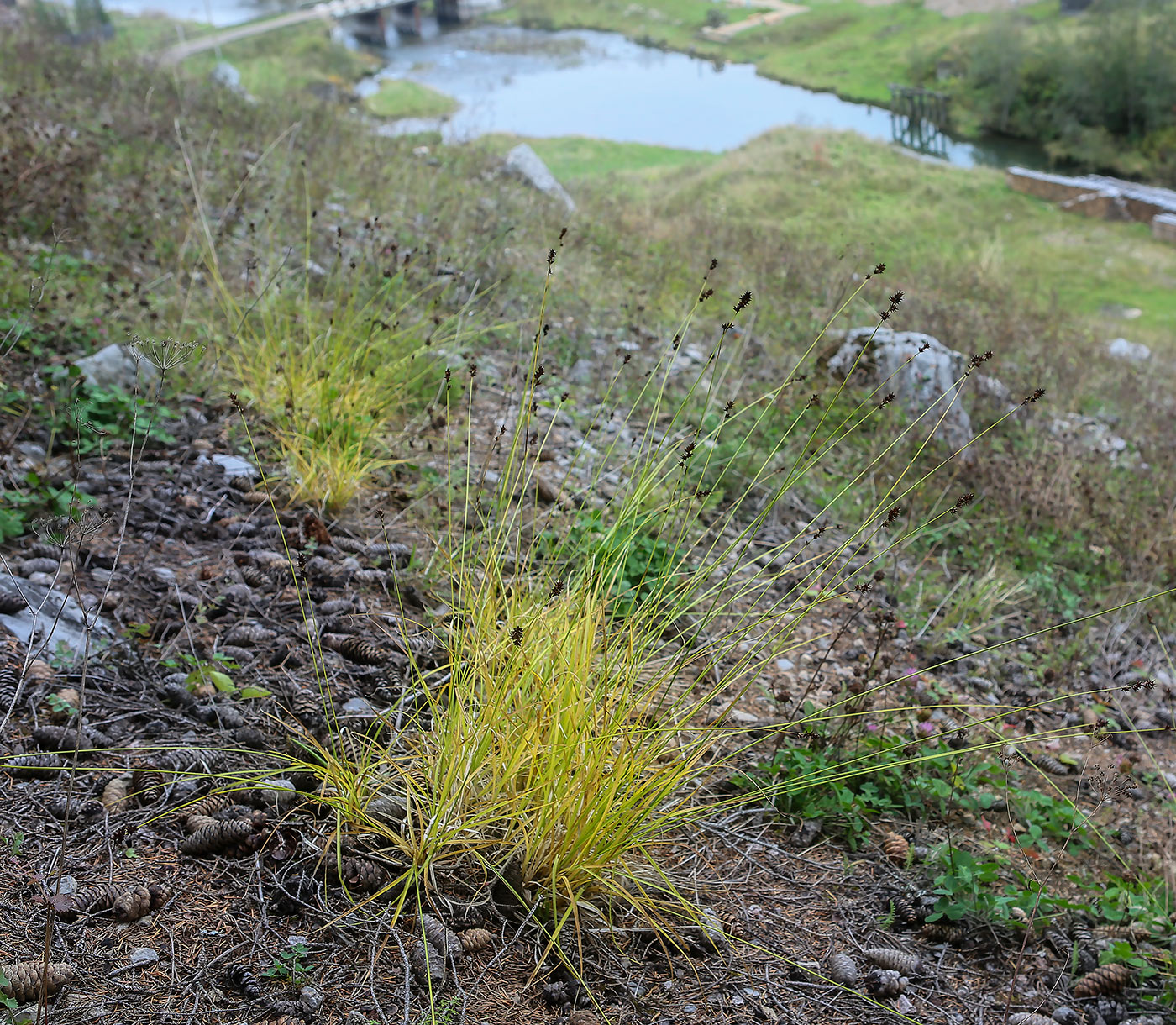 Image of Carex spicata specimen.