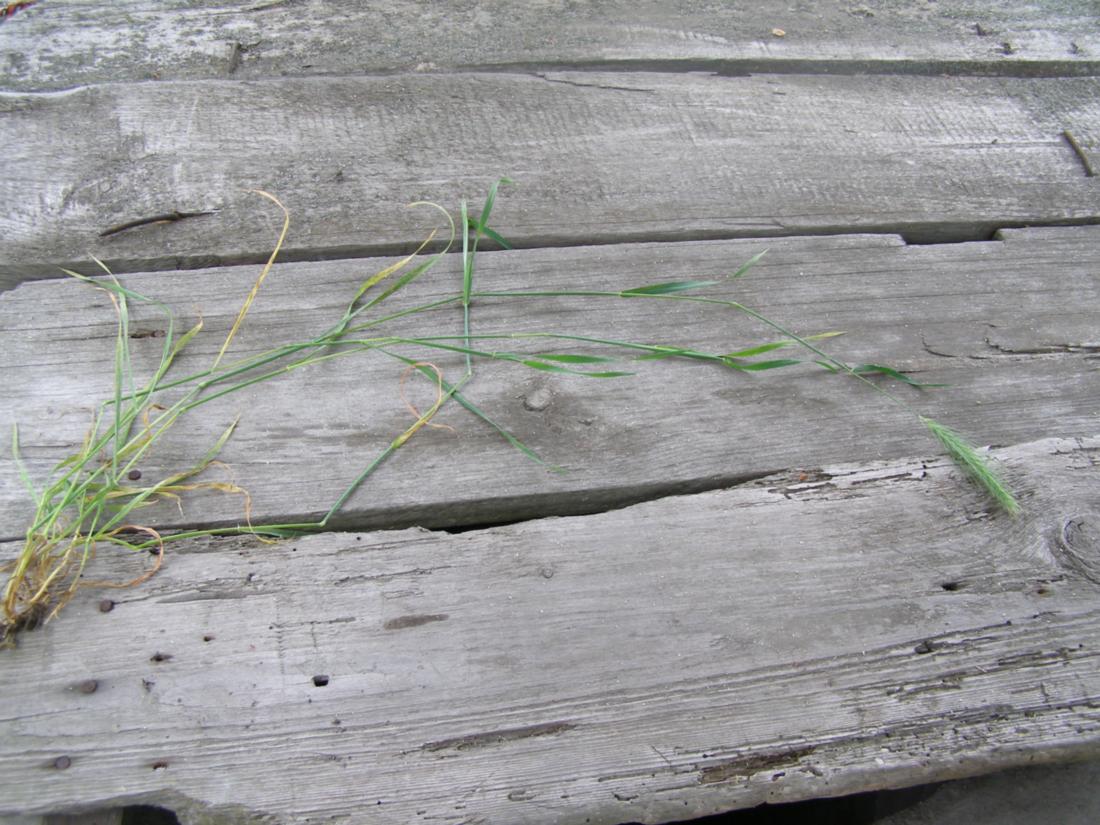 Image of Hordeum murinum specimen.