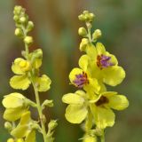 Verbascum laxum