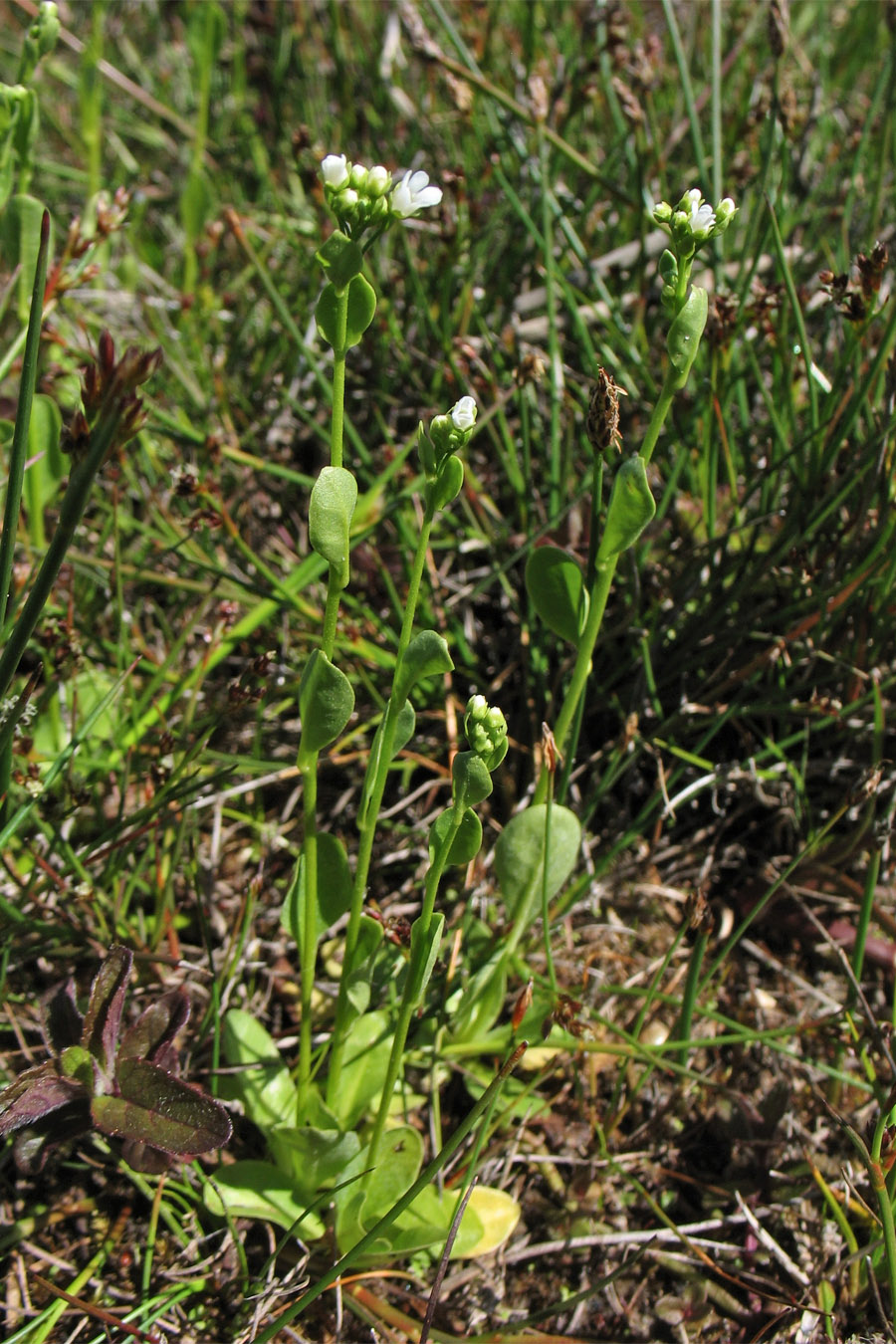 Image of Samolus valerandi specimen.